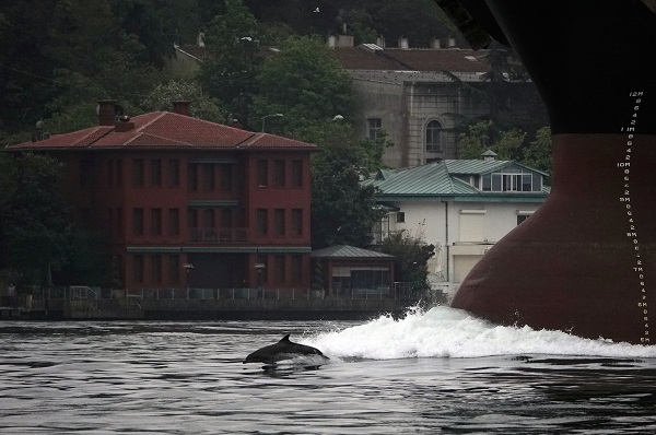 Foto - İstanbul'da renkli görüntüler! Yunuslar, Boğaz'da gemilere eşlik etti