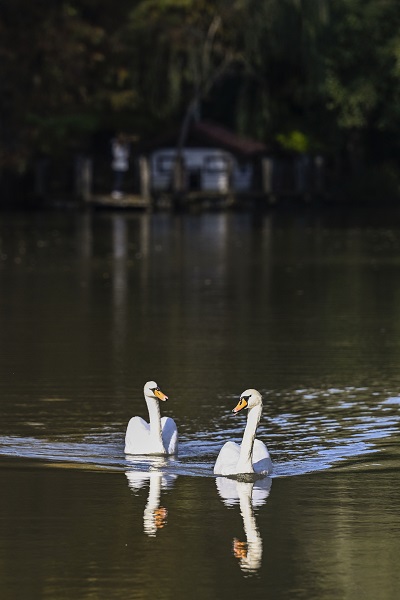 Foto - İstanbul’da sonbahar renkleri 