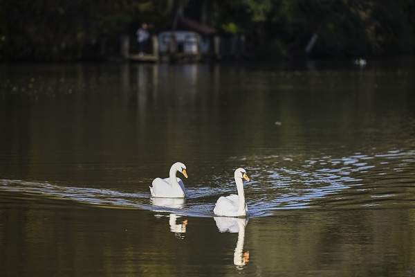 Foto - İstanbul’da sonbahar renkleri 