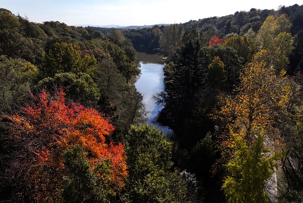 Foto - İstanbul’da sonbahar renkleri 