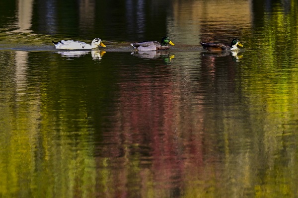 Foto - İstanbul’da sonbahar renkleri 