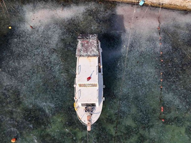 Foto - İstanbul'da ürküten görüntü! Her yeri istila ettiler