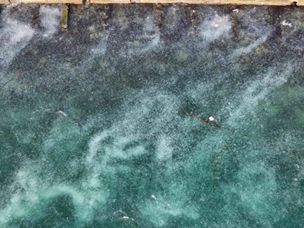 Foto - İstanbul'da ürküten görüntü! Her yeri istila ettiler