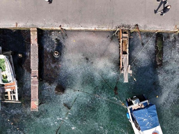 Foto - İstanbul'da ürküten görüntü! Her yeri istila ettiler