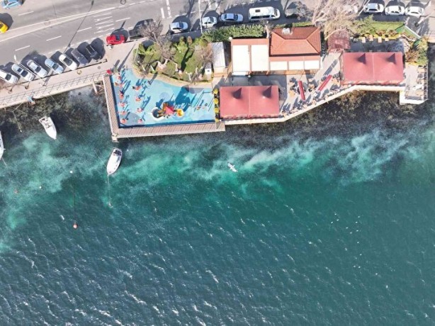 Foto - İstanbul'da ürküten görüntü! Her yeri istila ettiler