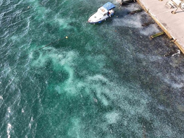 Foto - İstanbul'da ürküten görüntü! Her yeri istila ettiler