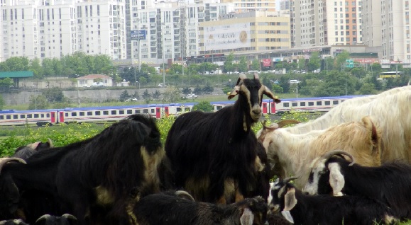 Foto - İstanbul'da yaylayı aratmayan manzara! Burası Türkmen Yaylası değil İstanbul