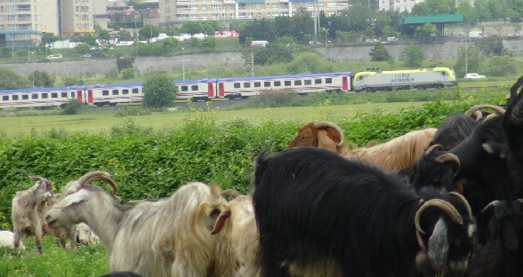Foto - İstanbul'da yaylayı aratmayan manzara! Burası Türkmen Yaylası değil İstanbul