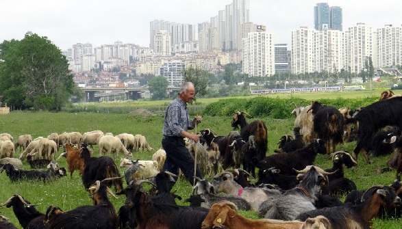 Foto - İstanbul'da yaylayı aratmayan manzara! Burası Türkmen Yaylası değil İstanbul