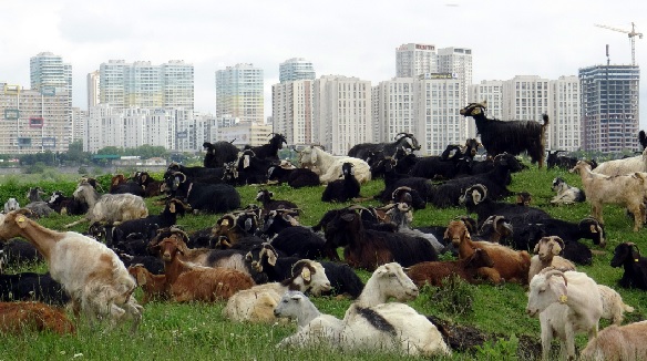 Foto - İstanbul'da yaylayı aratmayan manzara! Burası Türkmen Yaylası değil İstanbul