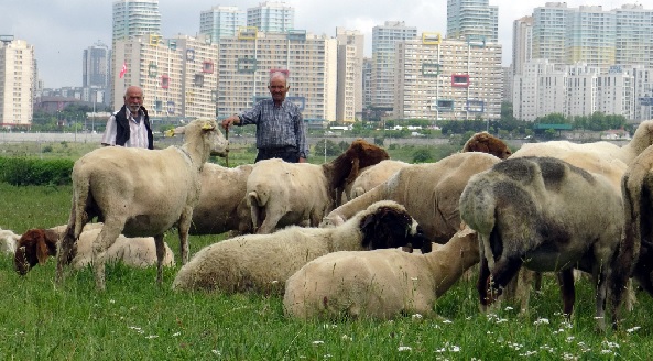 Foto - İstanbul'da yaylayı aratmayan manzara! Burası Türkmen Yaylası değil İstanbul