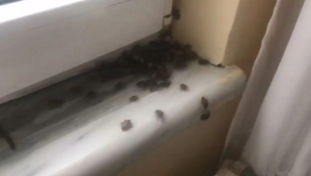 Foto - İstanbul'da yeni kabus! Evleri bastılar