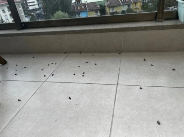 Foto - İstanbul'da yeni kabus! Evleri bastılar