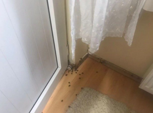 İstanbul'da yeni kabus! Evleri bastılar