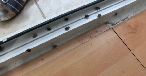 Foto - İstanbul'da yeni kabus! Evleri bastılar