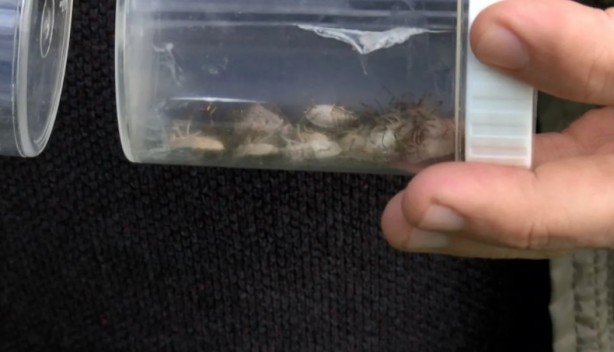 Foto - İstanbul'da yeni kabus! Evleri bastılar