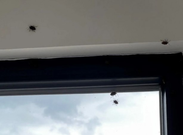 Foto - İstanbul'da yeni kabus! Evleri bastılar