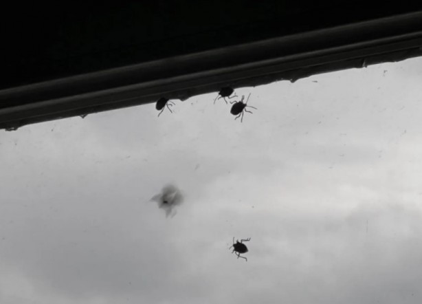 Foto - İstanbul'da yeni kabus! Evleri bastılar