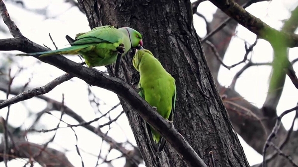 Foto - İstanbul'da "yeşil" tehlike! Her yeri istila ettiler
