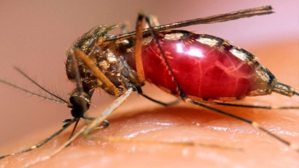 Foto - İstanbul'da zehirli sivrisinek alarmı! Zehirli sivrisinek belirtileri ve bunlardan korunma yolları neler?