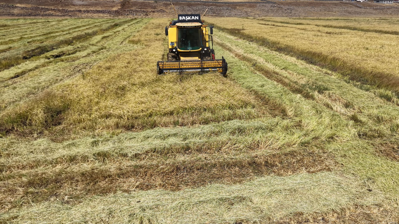 İstanbul’dan Diyarbakır’a dönüş hikayesi! Barışın bereketiyle organik pirinç üretimi