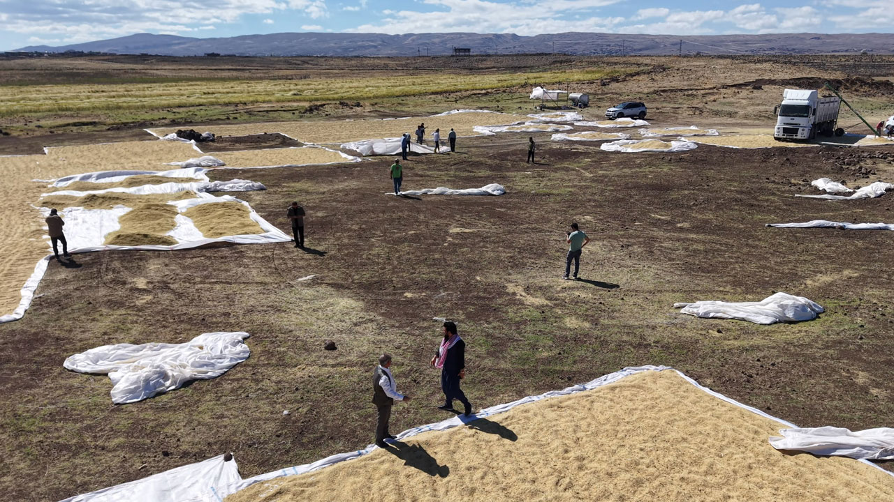 Foto - İstanbul’dan Diyarbakır’a dönüş hikayesi! Barışın bereketiyle organik pirinç üretimi