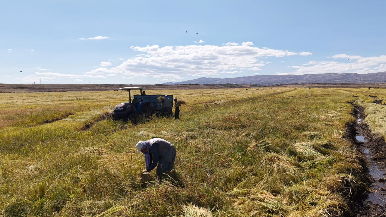 Foto - İstanbul’dan Diyarbakır’a dönüş hikayesi! Barışın bereketiyle organik pirinç üretimi