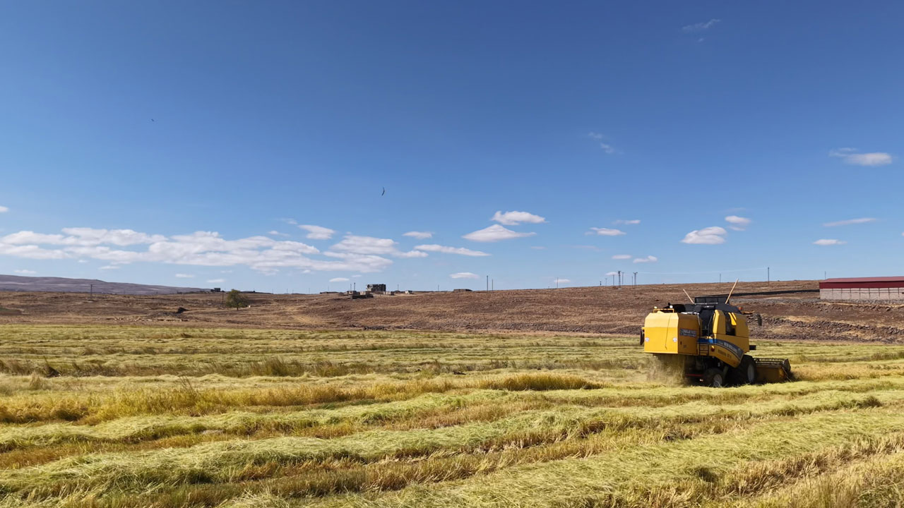 Foto - İstanbul’dan Diyarbakır’a dönüş hikayesi! Barışın bereketiyle organik pirinç üretimi