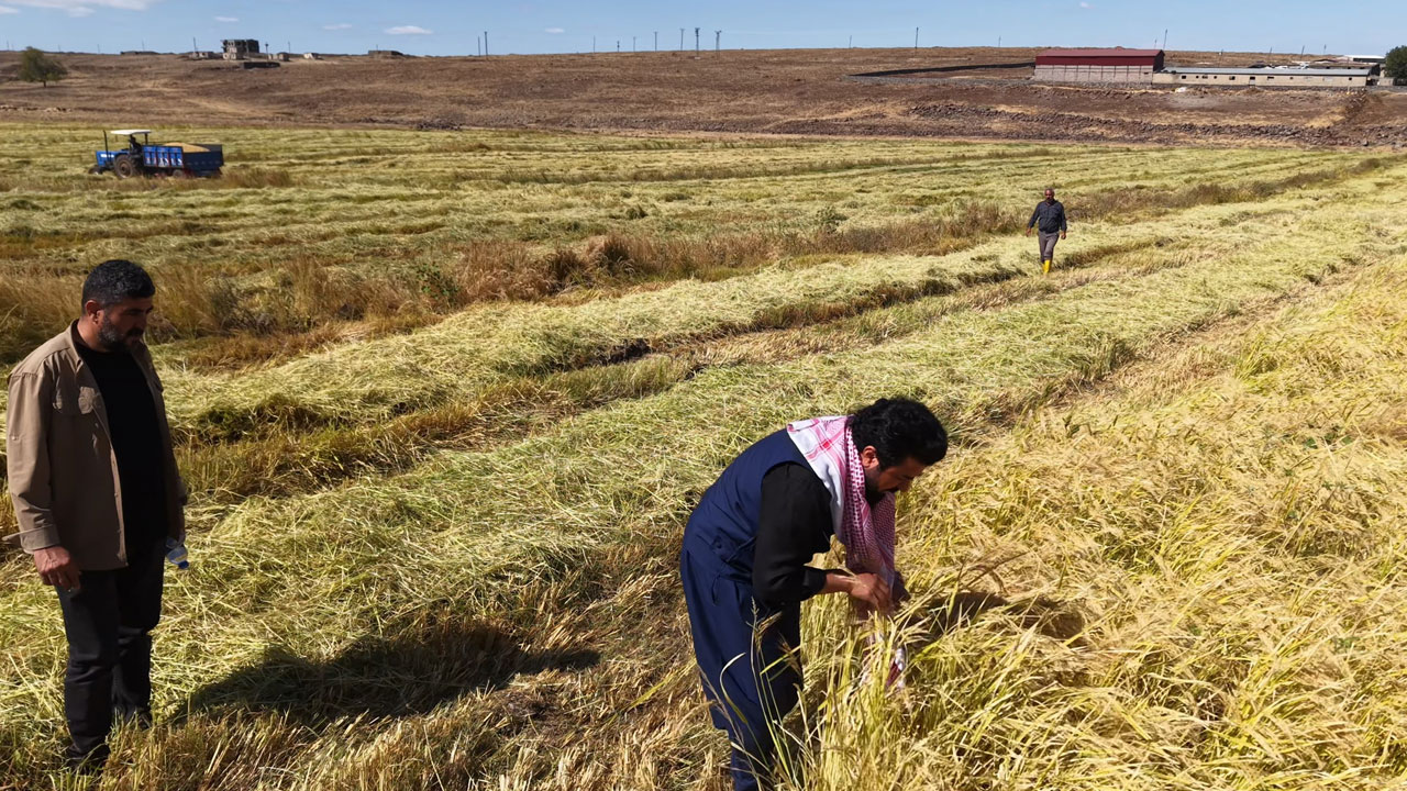 Foto - İstanbul’dan Diyarbakır’a dönüş hikayesi! Barışın bereketiyle organik pirinç üretimi
