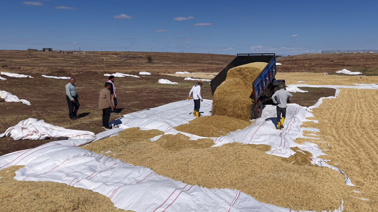 Foto - İstanbul’dan Diyarbakır’a dönüş hikayesi! Barışın bereketiyle organik pirinç üretimi