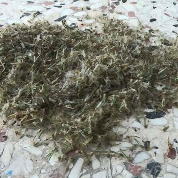 Foto - İstanbul'un bir ilçesi istila yaşıyor! Vatandaşlar tedirgin