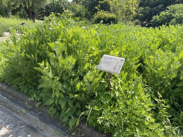 Foto - İstanbul'un göbeğinde doğal şifa kaynağı