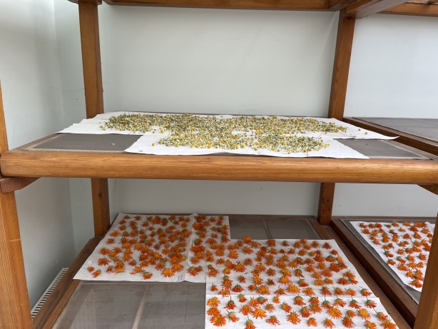 Foto - İstanbul'un göbeğinde doğal şifa kaynağı