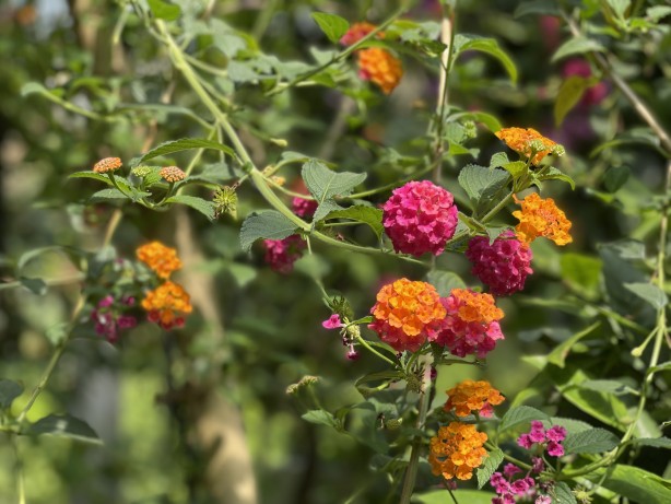 Foto - İstanbul'un göbeğinde doğal şifa kaynağı