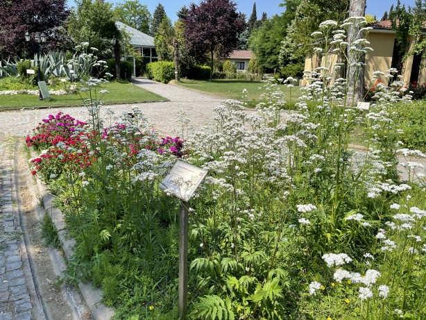 Foto - İstanbul'un göbeğinde doğal şifa kaynağı