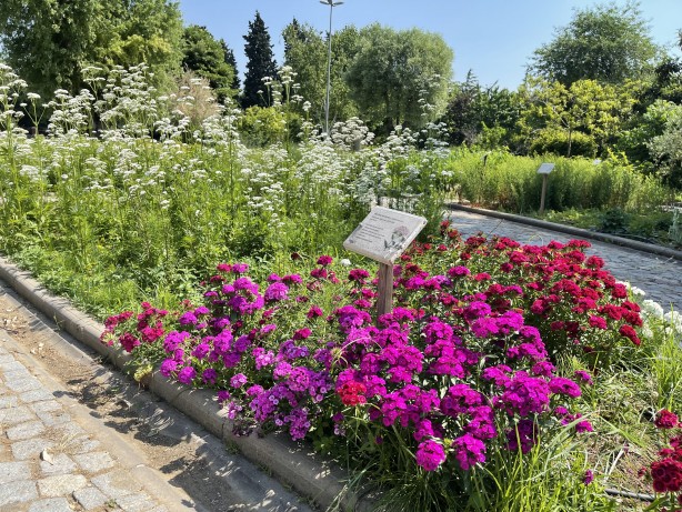 Foto - İstanbul'un göbeğinde doğal şifa kaynağı