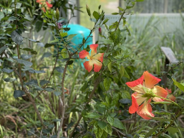 Foto - İstanbul'un göbeğinde doğal şifa kaynağı