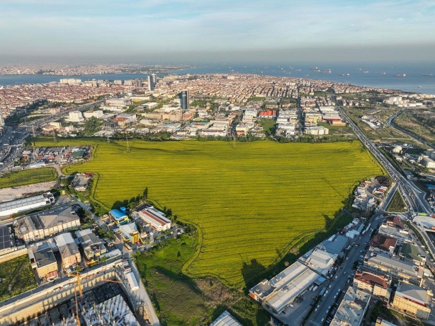 İstanbul'un göbeğindeki bu tarla görenleri şaşkına çevirdi
