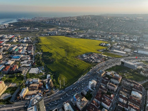 Foto - İstanbul'un göbeğindeki bu tarla görenleri şaşkına çevirdi