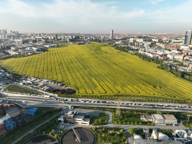 Foto - İstanbul'un göbeğindeki bu tarla görenleri şaşkına çevirdi