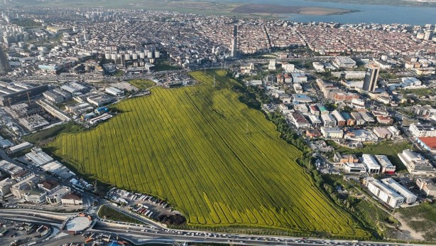 Foto - İstanbul'un göbeğindeki bu tarla görenleri şaşkına çevirdi