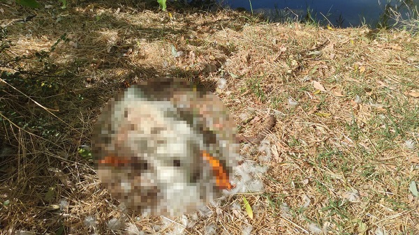 Foto - İstanbul’un orta yerinde! Hayvanlar ilgisizlikten ölüyor