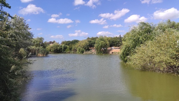 Foto - İstanbul’un orta yerinde! Hayvanlar ilgisizlikten ölüyor
