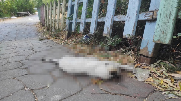 Foto - İstanbul’un orta yerinde! Hayvanlar ilgisizlikten ölüyor