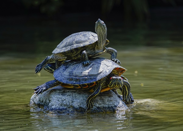 Foto - İstanbul’un sevimli dostları