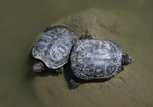 Foto - İstanbul’un sevimli dostları