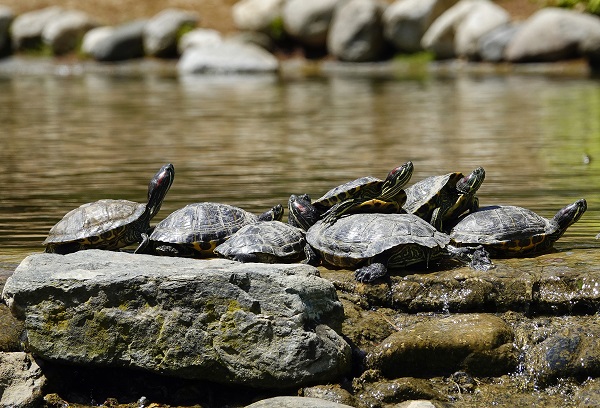 Foto - İstanbul’un sevimli dostları