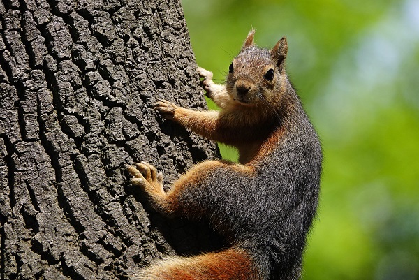 Foto - İstanbul’un sevimli dostları