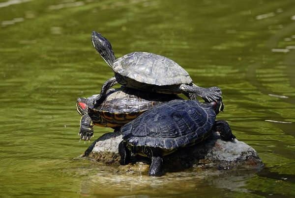Foto - İstanbul’un sevimli dostları