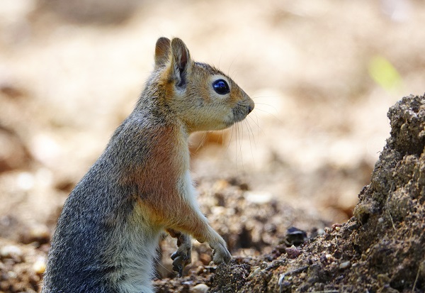 Foto - İstanbul’un sevimli dostları